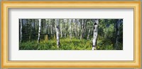 Field of Rocky Mountain Aspens Fine Art Print