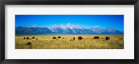 Field of Bison with mountains in background, Grand Teton National Park, Wyoming, USA Fine Art Print