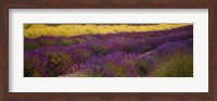 Lavender and Yellow Flower fields, Sequim, Washington, USA Fine Art Print