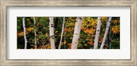 Birch trees in a forest, New Hampshire, USA Fine Art Print