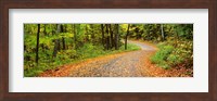 Road passing through a forest, Country Road, Peacham, Caledonia County, Vermont, USA Fine Art Print