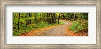 Road passing through a forest, Country Road, Peacham, Caledonia County, Vermont, USA Fine Art Print