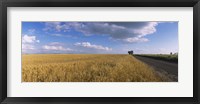 Wheat crop in a field, North Dakota, USA Fine Art Print