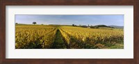 Panoramic view of vineyards, Schloss Vollrads, Johannisberg, Oestrich-Winkel, Rheingau, Germany Fine Art Print