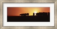 Silhouette of cows at sunset, Point Reyes National Seashore, California, USA Fine Art Print