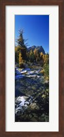 Stream flowing in a forest, Mount Assiniboine Provincial Park, border of Alberta and British Columbia, Canada Fine Art Print