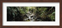 Stream flowing in a forest, Milford Sound, Fiordland National Park, South Island, New Zealand Fine Art Print