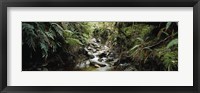 Stream flowing in a forest, Milford Sound, Fiordland National Park, South Island, New Zealand Fine Art Print