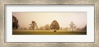 Fog covered trees in a field, Baden-Wurttemberg, Germany Fine Art Print