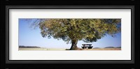 Empty bench under a tree, Baden-Wurttemberg, Germany Fine Art Print