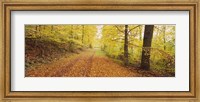 Road covered with autumnal leaves passing through a forest, Baden-Wurttemberg, Germany Fine Art Print