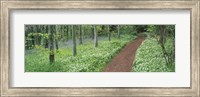 Bluebells and garlic along footpath in a forest, Killerton, Exe Valley, Devon, England Fine Art Print