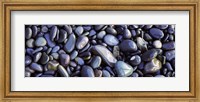 Close-up of pebbles, Sandymouth Beach, Cornwall, England Fine Art Print
