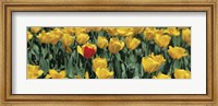 Yellow tulips in a field Fine Art Print