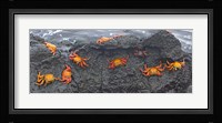 High angle view of Sally Lightfoot crabs (Grapsus grapsus) on a rock, Galapagos Islands, Ecuador Fine Art Print