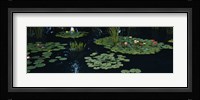 Water lilies in a pond, Denver Botanic Gardens, Denver, Colorado, USA Fine Art Print