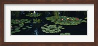 Water lilies in a pond, Denver Botanic Gardens, Denver, Colorado, USA Fine Art Print