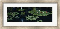 Water lilies in a pond, Denver Botanic Gardens, Denver, Colorado, USA Fine Art Print