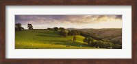 High angle view of sheep grazing in a field, Bickleigh, Mid Devon, Devon, England Fine Art Print