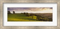 High angle view of sheep grazing in a field, Bickleigh, Mid Devon, Devon, England Fine Art Print