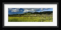 Mustard crop in a field near St. Helena, Napa Valley, Napa County, California, USA Fine Art Print