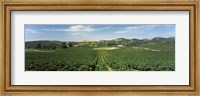High angle view of a vineyard, Carneros District, Napa Valley, Napa County, California Fine Art Print