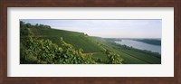 Vineyards along a river, Niersteiner Hang, Rhine River, Nackenheim, Mainz-Bingen, Rhineland-Palatinate, Rheinhessen, Germany Fine Art Print
