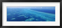 Coral reef in the sea, Belize Barrier Reef, Ambergris Caye, Caribbean Sea, Belize Fine Art Print