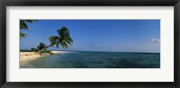 Palm tree overhanging on the beach, Laughing Bird Caye, Victoria Channel, Belize Fine Art Print
