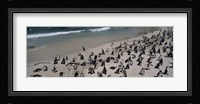 Colony of Jackass penguins (Spheniscus demersus) on the beach, Boulder Beach, Simon's Town, Western Cape Province, South Africa Fine Art Print