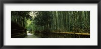 Road passing through a bamboo forest, Arashiyama, Kyoto Prefecture, Kinki Region, Honshu, Japan Fine Art Print