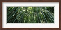 Low angle view of bamboo trees, Arashiyama, Kyoto Prefecture, Kinki Region, Honshu, Japan Fine Art Print