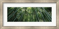 Low angle view of bamboo trees, Arashiyama, Kyoto Prefecture, Kinki Region, Honshu, Japan Fine Art Print