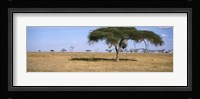 Acacia trees with weaver bird nests, Antelope and Zebras, Serengeti National Park, Tanzania Fine Art Print