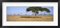 Acacia trees with weaver bird nests, Antelope and Zebras, Serengeti National Park, Tanzania Fine Art Print