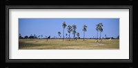 Giraffes (Giraffa camelopardalis) in a national park, Hwange National Park, Matabeleland North, Zimbabwe Fine Art Print