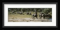 African elephants (Loxodonta africana) in a forest, Hwange National Park, Matabeleland North, Zimbabwe Fine Art Print