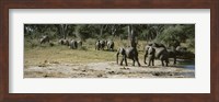 African elephants (Loxodonta africana) in a forest, Hwange National Park, Matabeleland North, Zimbabwe Fine Art Print