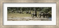 African elephants (Loxodonta africana) in a forest, Hwange National Park, Matabeleland North, Zimbabwe Fine Art Print