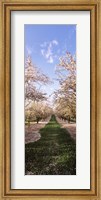 Almond trees in an orchard, Central Valley, California, USA Fine Art Print