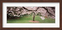 Cherry Blossom tree in a park, Golden Gate Park, San Francisco, California, USA Fine Art Print