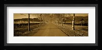 Trees along a road, Beaulieu Vineyard, Rutherford, Napa Valley, Napa, Napa County, California, USA Fine Art Print