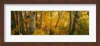 Aspen trees in a forest, Californian Sierra Nevada, California, USA Fine Art Print