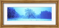 Trees in a snow covered landscape, Yosemite Valley, Yosemite National Park, Mariposa County, California, USA Fine Art Print