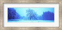 Trees in a snow covered landscape, Yosemite Valley, Yosemite National Park, Mariposa County, California, USA Fine Art Print