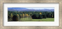 Trees in a forest, Stowe, Lamoille County, Vermont, USA Fine Art Print