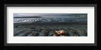 Dead flamingo at the lakeside, Lake Nakuru, Great Rift Valley, Lake Nakuru National Park, Kenya Fine Art Print