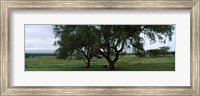 Trees on a landscape, Lake Nakuru National Park, Great Rift Valley, Kenya Fine Art Print