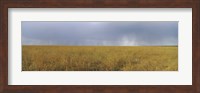 Clouds over a meadow, Masai Mara National Reserve, Great Rift Valley, Kenya Fine Art Print