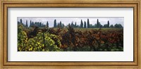 Vineyards with trees in the background, Apennines, Emilia-Romagna, Italy Fine Art Print